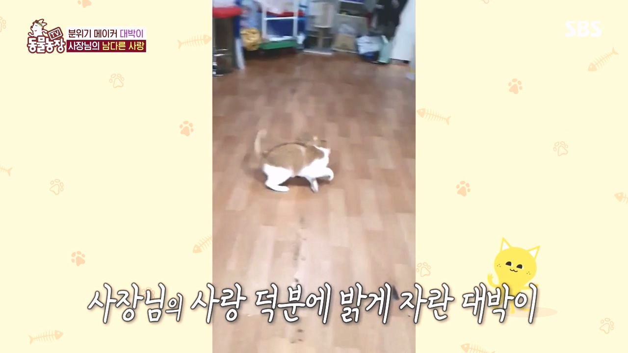 TV 동물농장.E1141.231016p-NEXT.mp4_20231015_174202.292.jpg