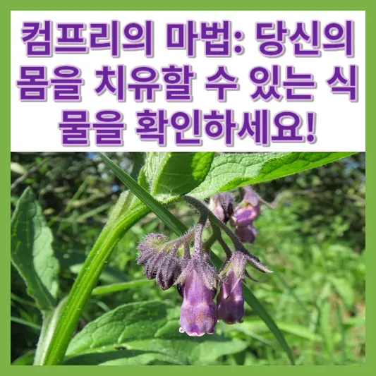 컴프리