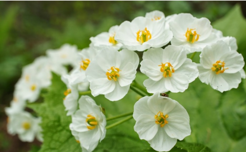 산하엽(Diphylleia grayi)