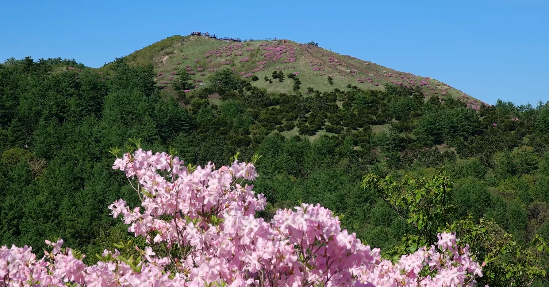 2023 지리산 바래봉 철쭉 군락지 여행 (지리산 운봉 바래봉 철쭉 축제)