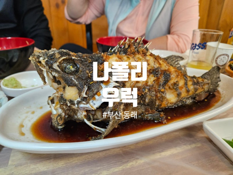 나폴리우럭 대표 사진
