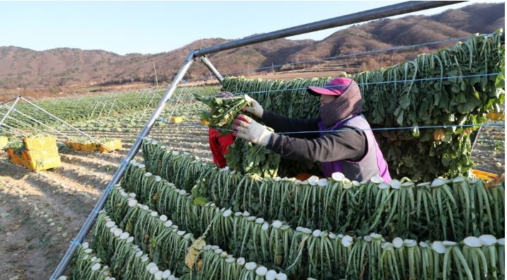  시래기 삶는 방법 효능 알아보기