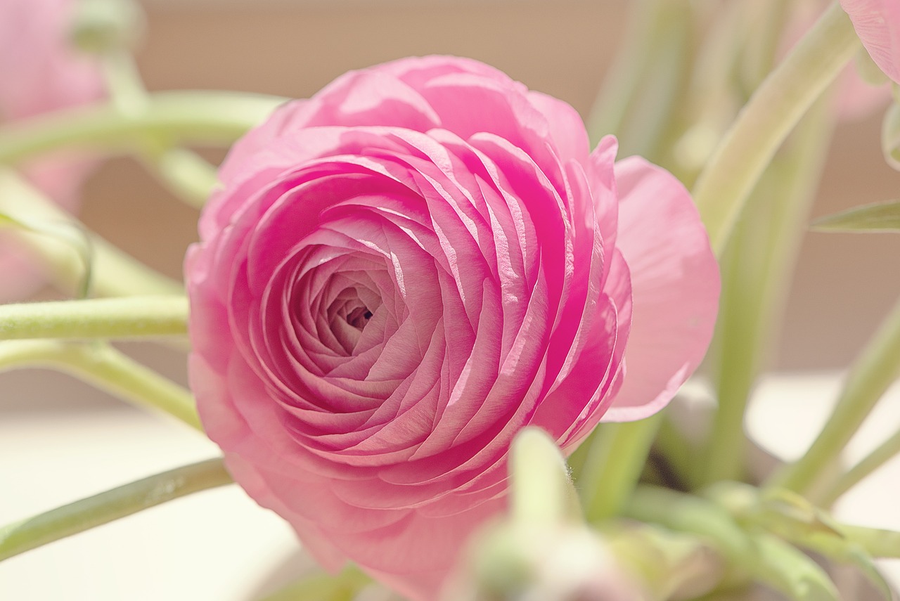 ranunculus