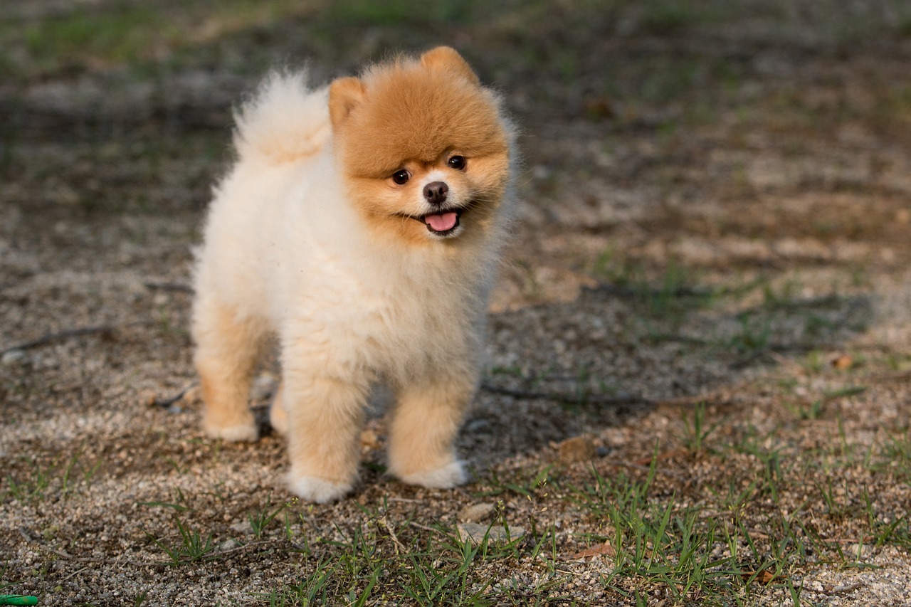 🐶반려동물 (강아지·고양이) 혈뇨 원인 방광염, 결석부터 약, 항생제, 영양제, 병원비 검사 비용까지 현실 꿀팁 대공개!