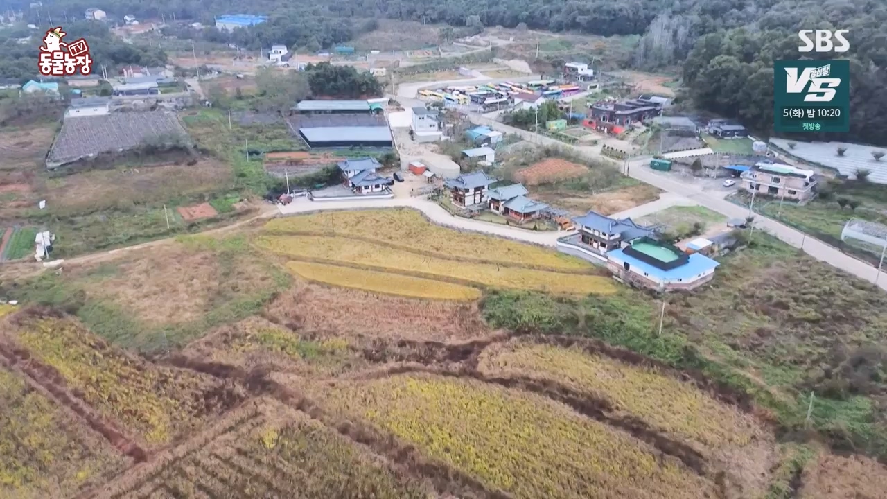 TV 동물농장.E1147.231127p-NEXT.mp4_20231126_170358.184.jpg