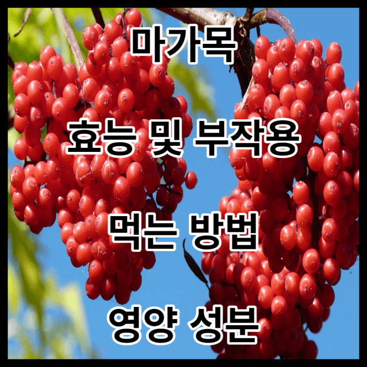 마가목 썸네일