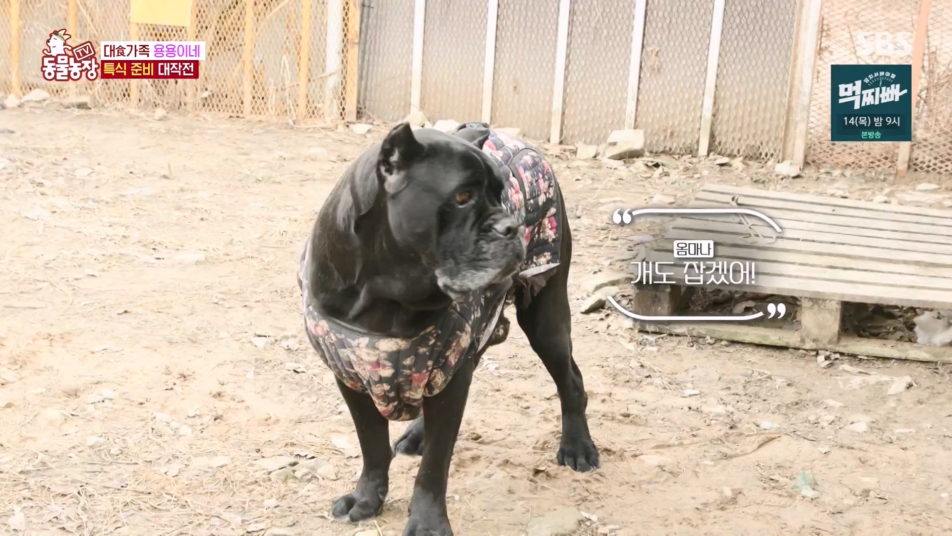 TV 동물농장.E1162.240310p-NEXT.mp4_20240310_162859.696.jpg