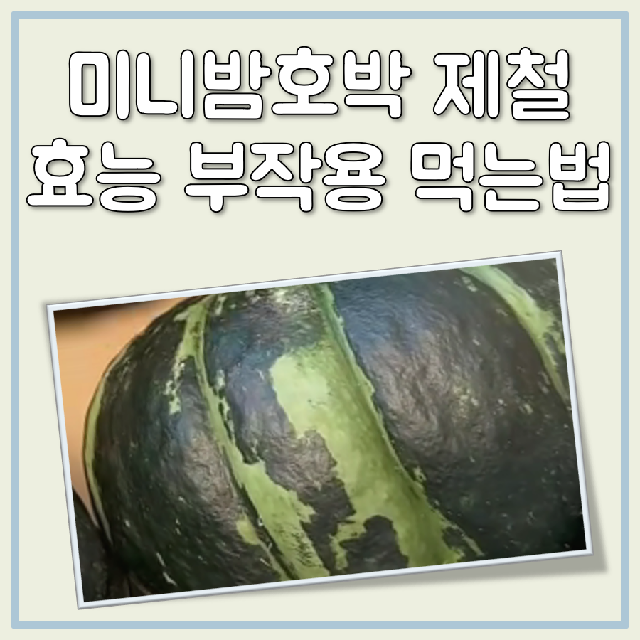 미니 밤호박 제철은 언제? 효능 및 칼로리 그리고 먹는법까지