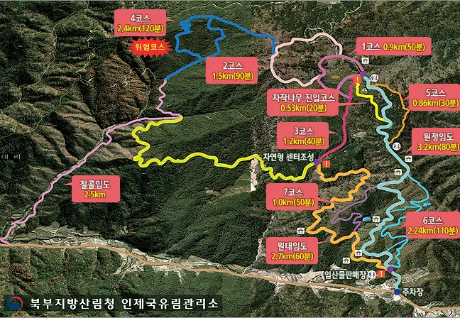겨울 여행지 추천 인제 자작나무 숲