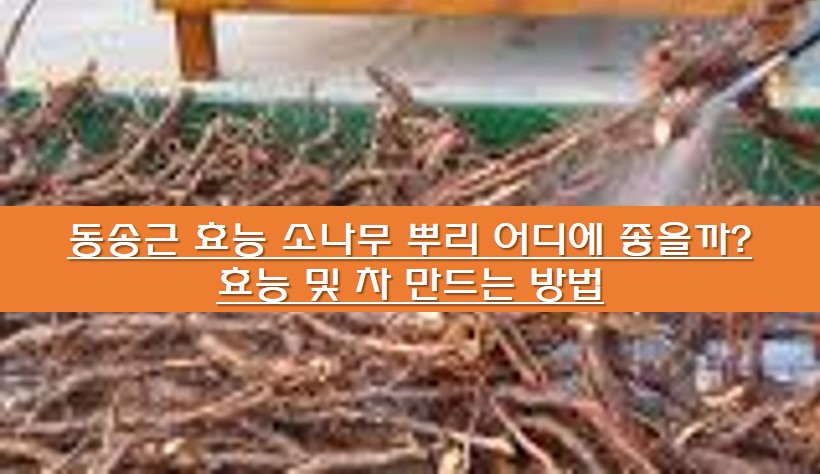  동송근 효능 소나무 뿌리 어디에 좋을까? 효능 및 차 만드는 방법
