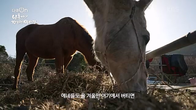 [189회] 다큐온 - KBS남훈 씨의 각별한 말 사랑] 연평균 1400여 마리의 경주마들이 경마장을 떠나 퇴역 경주마가 된다.ts_20230330_211150.618.jpg