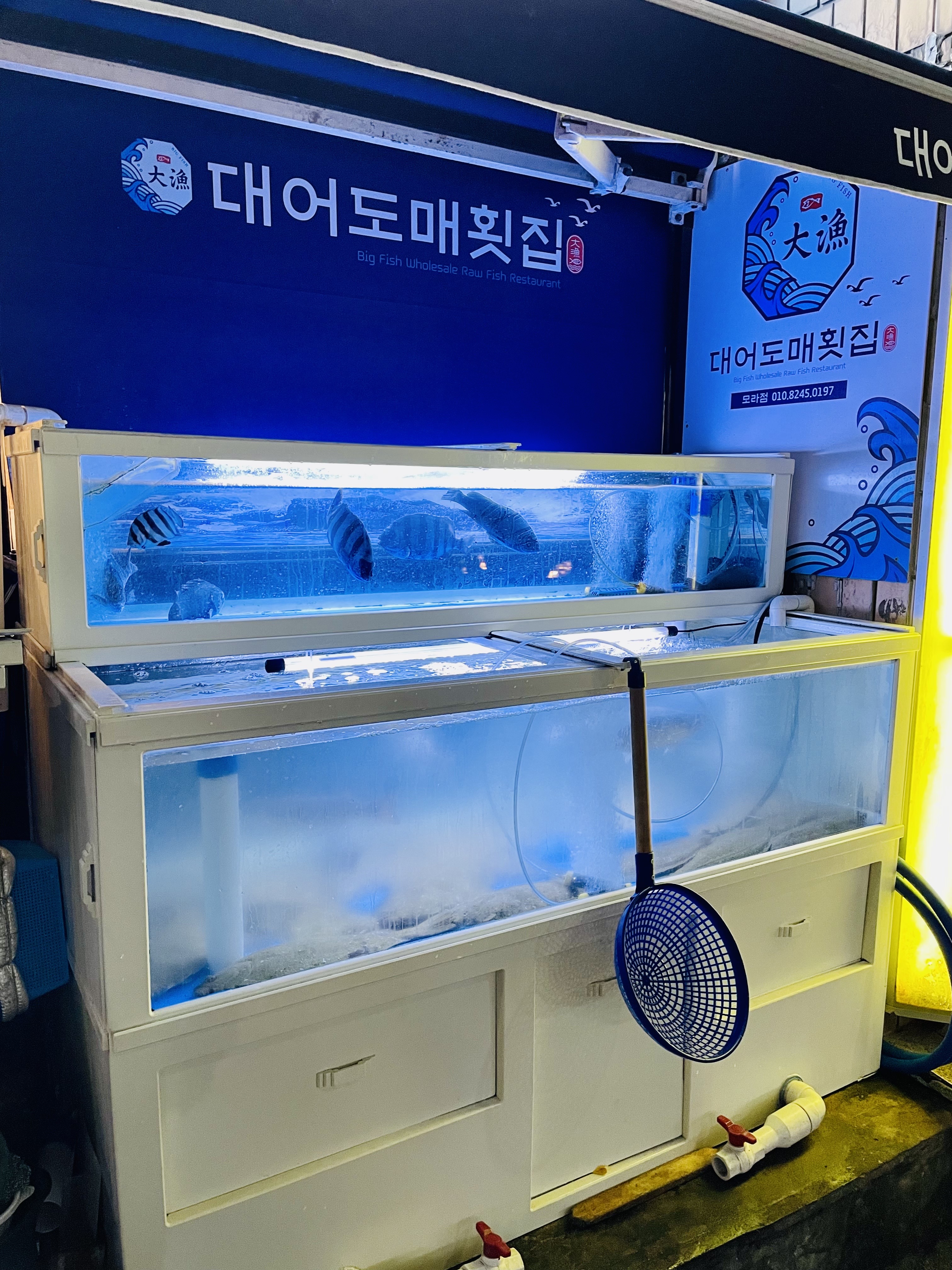 대어도매횟집 모라점 사진 6