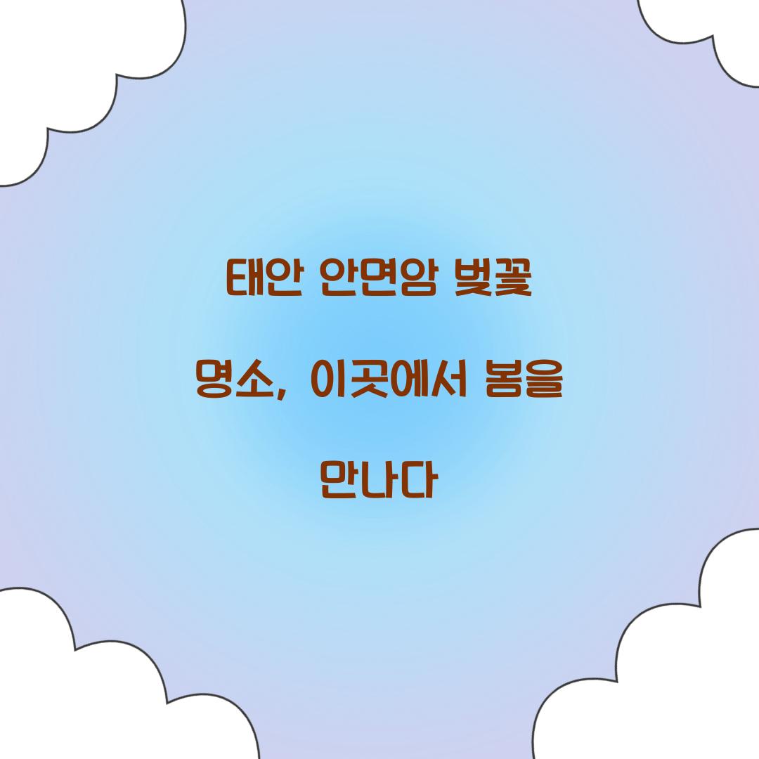 태안 안면암 벚꽃 명소
