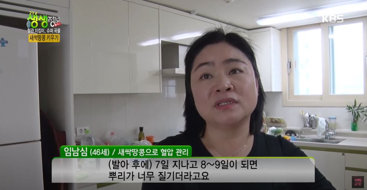 새싹땅콩