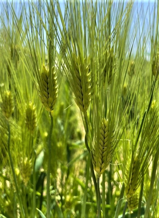 청보리축제_2023 고창청보리밭축제 2