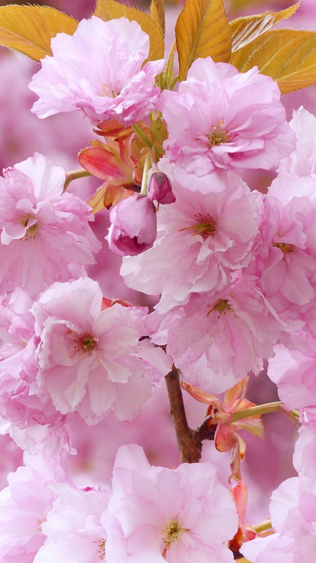 Cherry blossoms iPhone Wallpaper for Flower