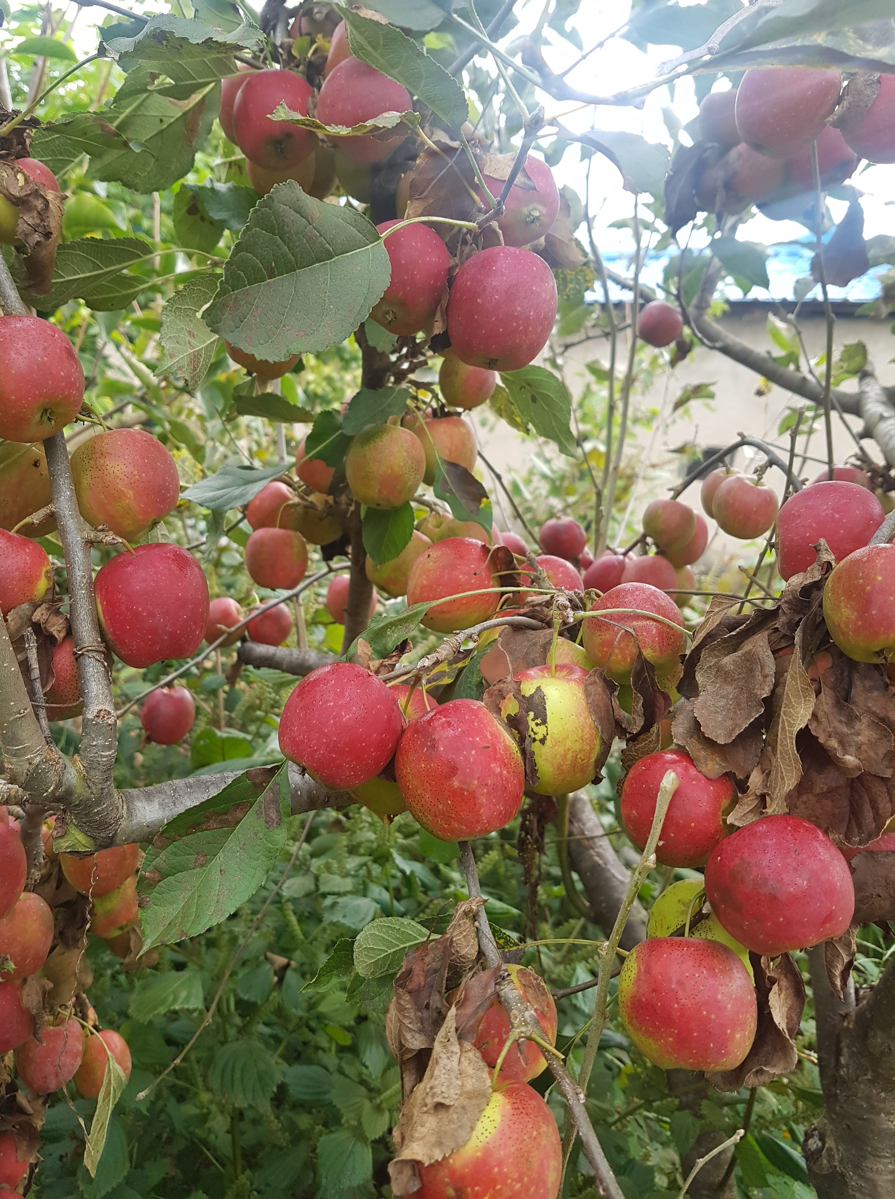  알프스 오토메(미니 사과)