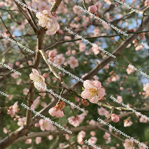 꽃 매화