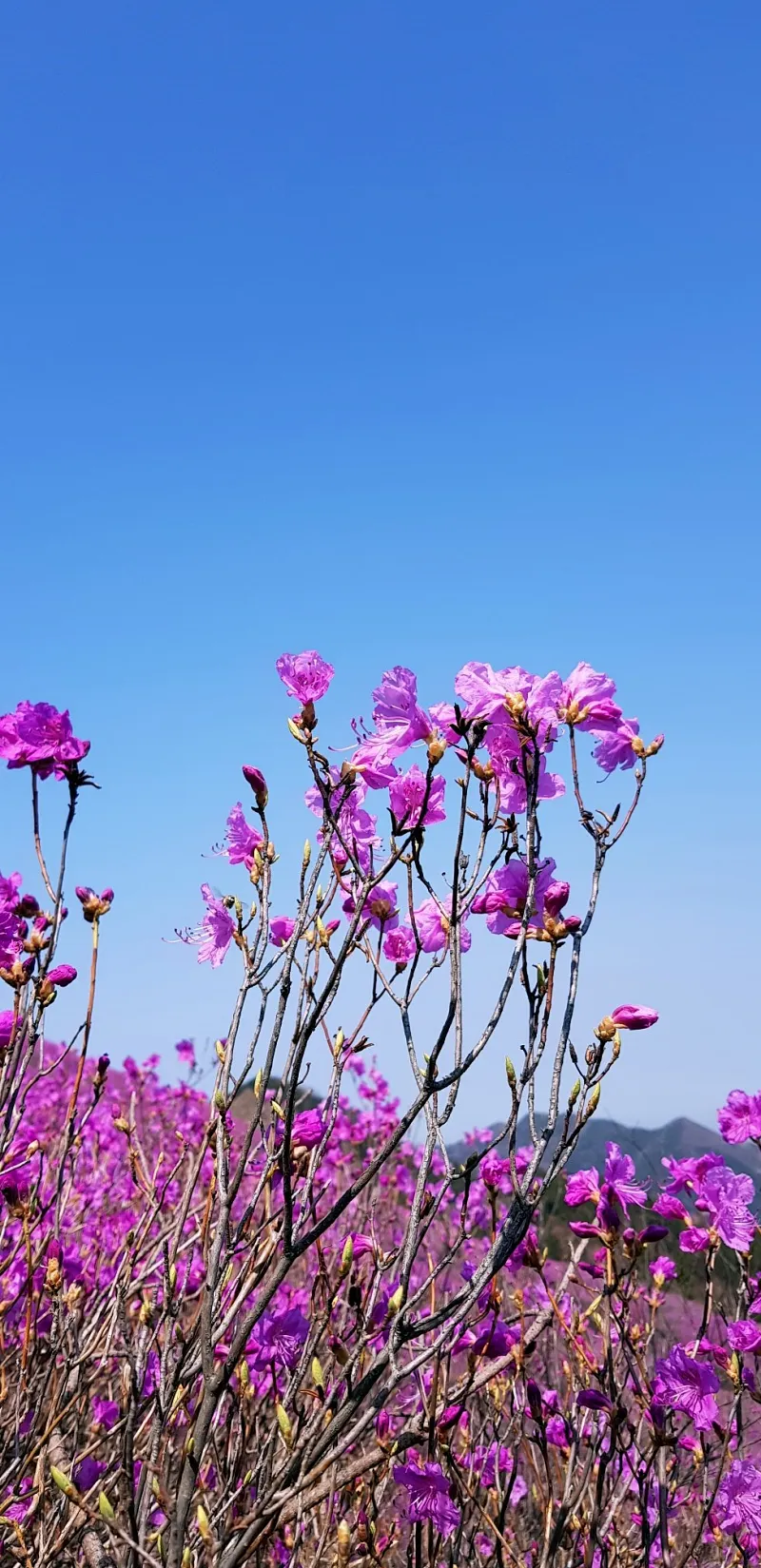 마산 천주산 진달래