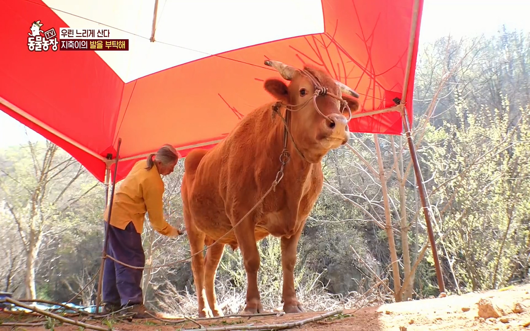 TV 동물농장.E1074.220619p.H264-F1RST.mp4_20220619_181925.539.jpg