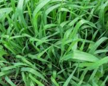  카우치 풀 (COUCH GRASS) 효능 및 부작용, 올바른 섭취법 알고 가세요.