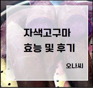 자색고구마 효능 및 후기