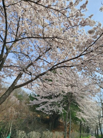 벚꽃 명소