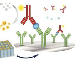 Immunoassay