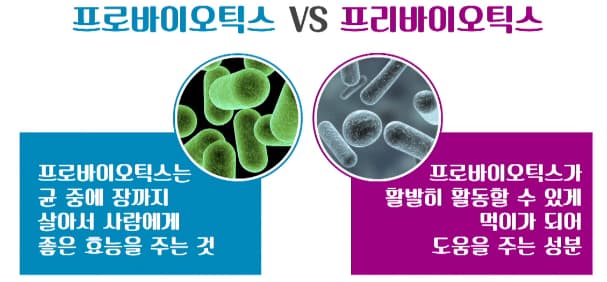  장 건강 유산균 프로바이오틱스와 프리바이오틱스 차이점