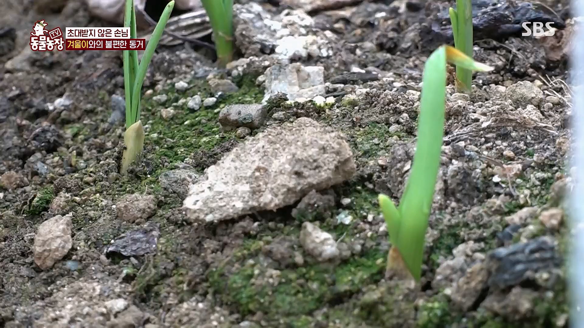 TV 동물농장.E1112.230319p.H264-F1RST.mp4_20230319_175157.476.jpg