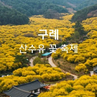 구례 산수유축제 기간 산수유마을 개화시기_20