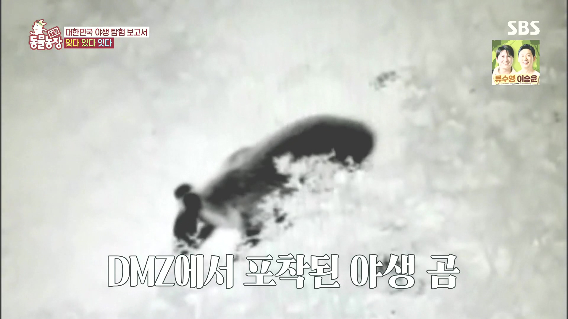 TV 동물농장.E1185.240818p.H264-F1RST.mp4_20240818_161325.137.jpg