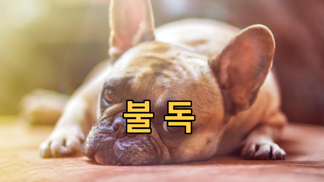  불독 애정 어린 성경에 친절하기까지한 반려견