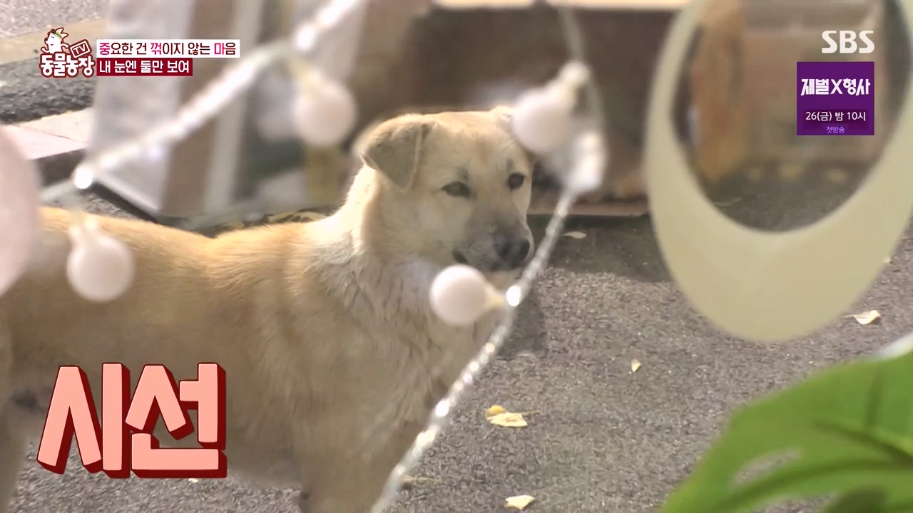 TV 동물농장.E1154.240115p-NEXT.mp4_20240114_184357.757.jpg