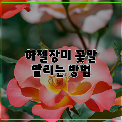  하젤장미, 영원한 아름다움을 위한 안내서