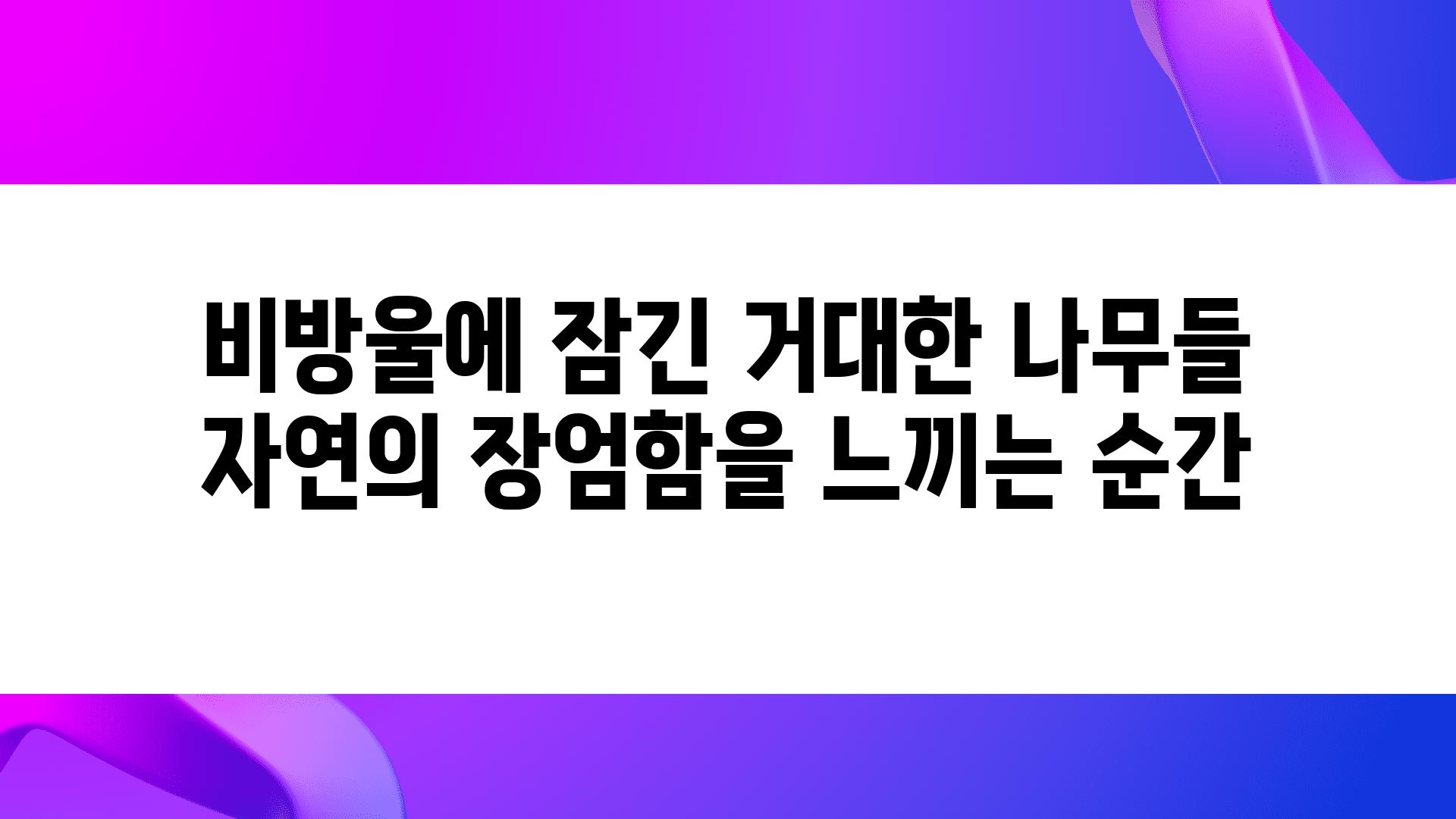 비방울에 잠긴 거대한 나무들 자연의 장엄함을 느끼는 순간