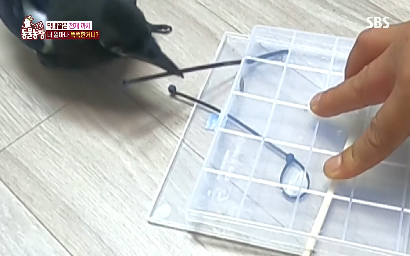 TV 동물농장.E1089.221002p.H264-F1RST.mp4_20221002_181928.106.jpg