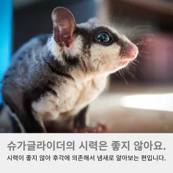 슈가글라이더 가격 키우기 분양 수명 먹이 성격 종류_7