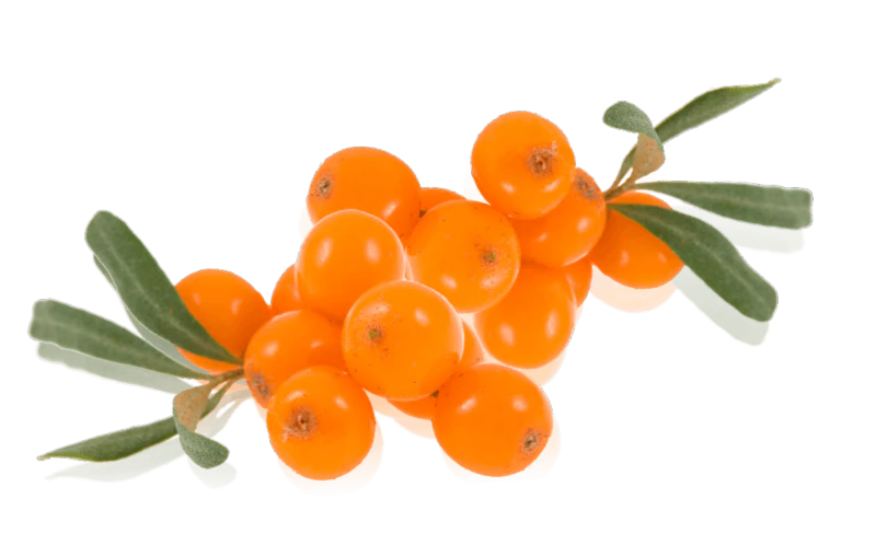 비타민-나무(Sea-buckthorn-berry)