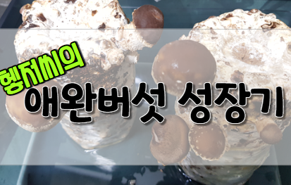 헿저씨의 애완버섯 성장기