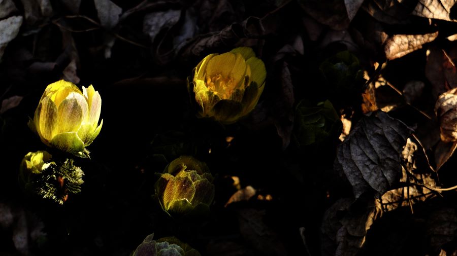 복수초 세 송이&#44; 막 피어나는 꽃봉오리&#44; 햇빛 역광&#44; 어두운 꽃밭