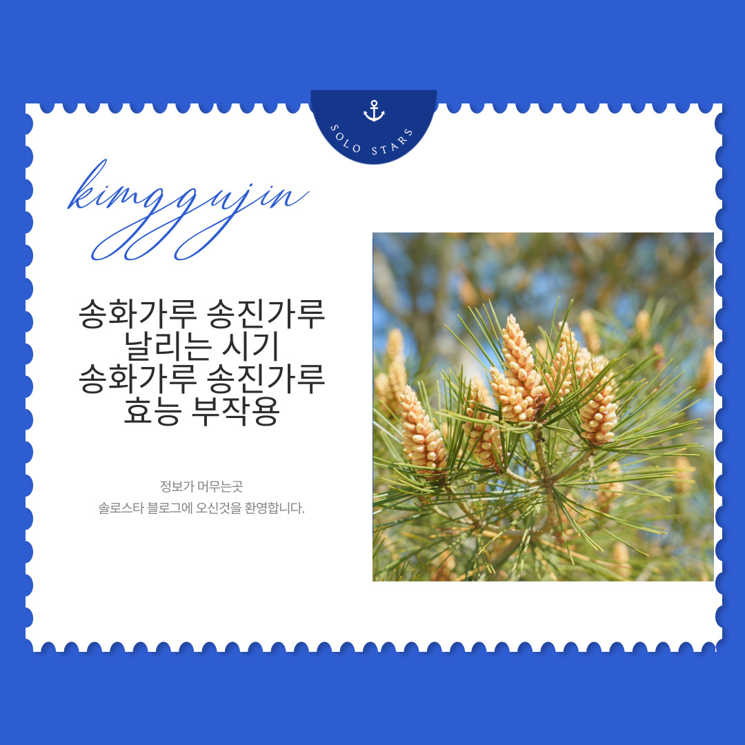 송화가루 사진