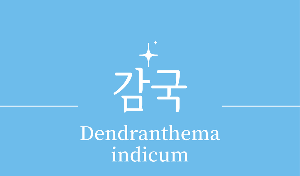 &#39;감국(Dendranthema indicum)&#39;