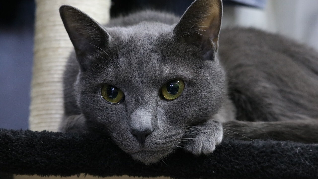 호기심 많은 눈으로 집중하고 있는 러시안 블루 고양이