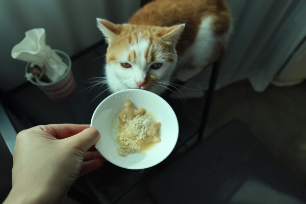 고양이영양제먹이기