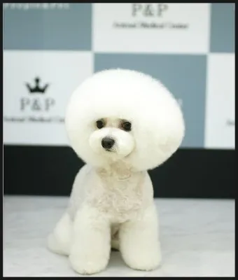 비숑 이미지