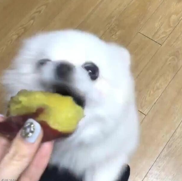  반려견 개(dog) 에게 고구마를 먹이면 안되는 이유, 껍질, 줄기는?