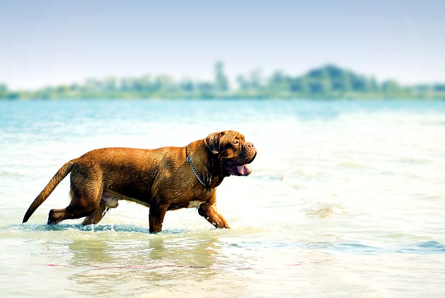 강아지 수영하는 사진