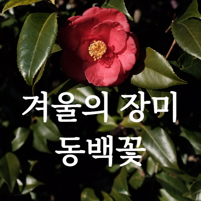 동백꽃 키우기 바로가기