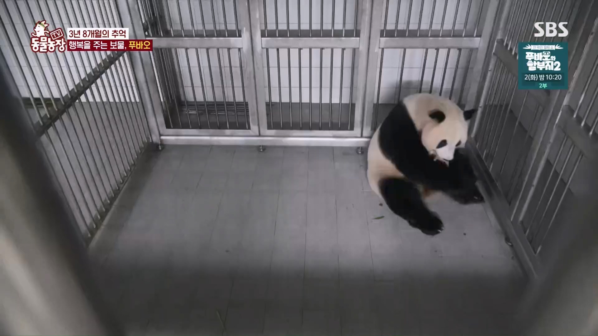 TV 동물농장.E1165.240331p.H264-F1RST.mp4_20240331_144353.882.jpg
